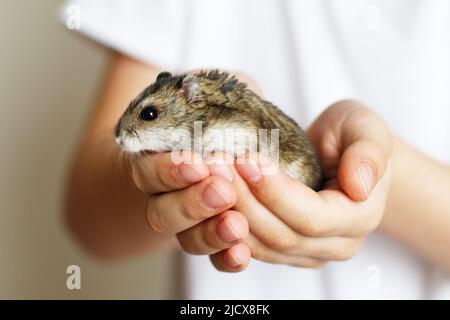 Cute little hamster in the child's hands close Stock Photo