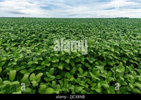 Giant soy fields, Sinop, Mato Grosso, Brazil, South America Stock Photo