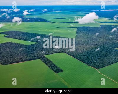 Aerial of the giant soy fields around Sinop, Mato Grosso, Brazil, South America Stock Photo