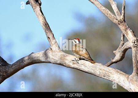 Bearded Woodpecker in at tree in Chobe National park Botswana Stock Photo