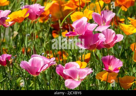 Pink Orange, Flowers, Garden, Meadow, Annual, Plants Flower bed Stock Photo