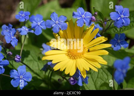 Myosotis is a genus of flowering plants in the family Boraginaceae, and yellow daisy belongs to the family Asteraceae. Stock Photo