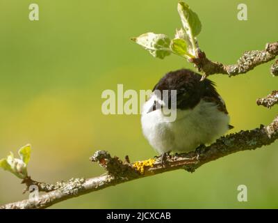 European pied flycatcher (Ficedula hypoleuca) sitting on a branch of apple tree. Stock Photo