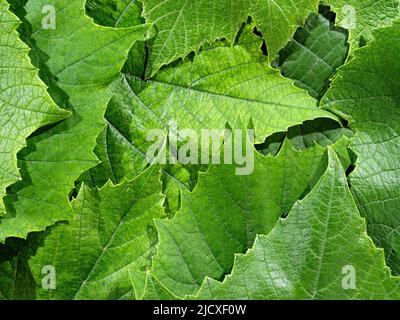 Green grape leaves texture closeup as background Stock Photo