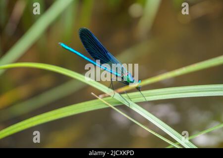 Blue colored dragonfly in the nature close up view Stock Photo