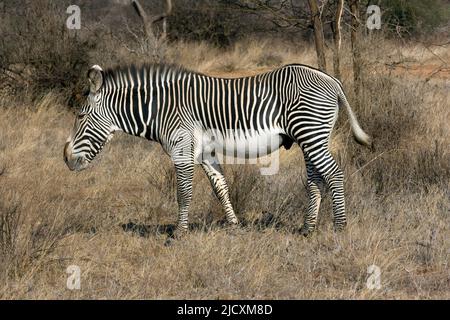 Grévy's zebra (Equus grevyi), also known as the imperial zebra, is the largest living wild equid and the most threatened of the three species of zebra Stock Photo