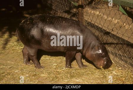 Pygmy Hippopotamus (Hexaprotodon liberiensis) grazing in captivity The pygmy hippo is reclusive and nocturnal. It is one of only two extant species in Stock Photo