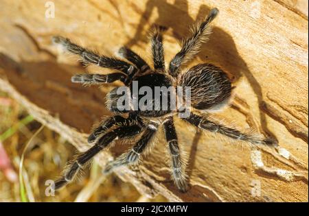 Tarantulas comprise a group of large and often hairy spiders of the family Theraphosidae. Stock Photo