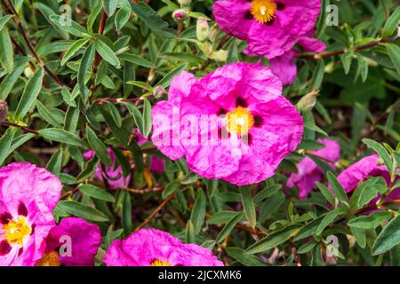 Orchid rockrose, Cistus × purpureus. Stock Photo