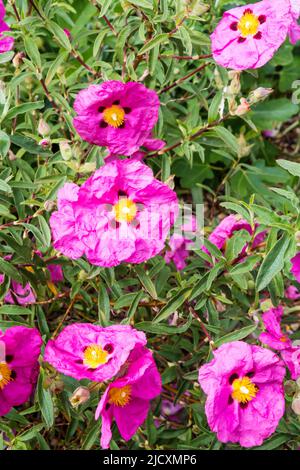 Orchid rockrose, Cistus × purpureus. Stock Photo