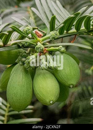 Torreya, evergreen tree with fruit. Evergreen trees with needle-like leaves, the seeds of which are cones.Risk of extinction Stock Photo