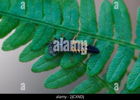 close up of a black and orange ladybug larva - from above Stock Photo