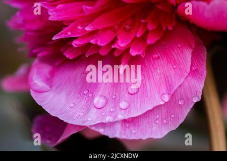 raindrops on a pink rose Stock Photo