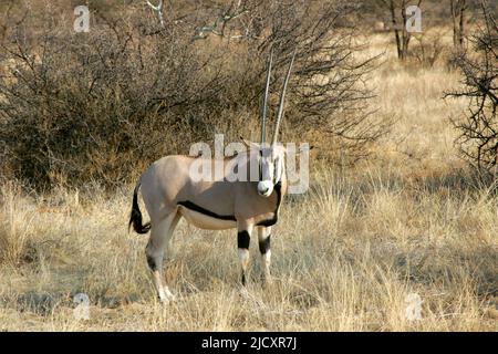 Beisa Male East African Oryx (Oryx beisa) also known as the beisa ...