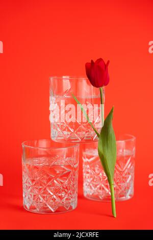 glasses with pure water stacked near tulip on bright red background Stock Photo