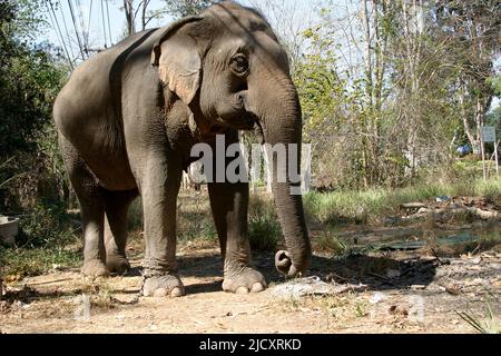 A suffering elephant in elephant kraal pavilion ayutthaya Thailand a restraining chain is attached to its leg Stock Photo