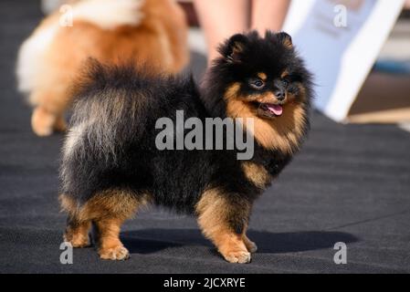 A cheerful black and tan Pomeranian stands on a black carpet and smiles, sticking out his tongue. The dog is illuminated by bright sunlight. Close-up. Stock Photo