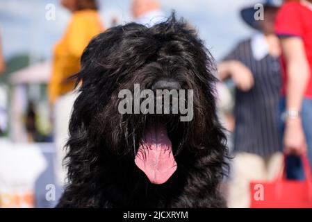 Portrait of a black Russian terrier breed dog. The dog stuck out its tongue. Close-up. Stock Photo