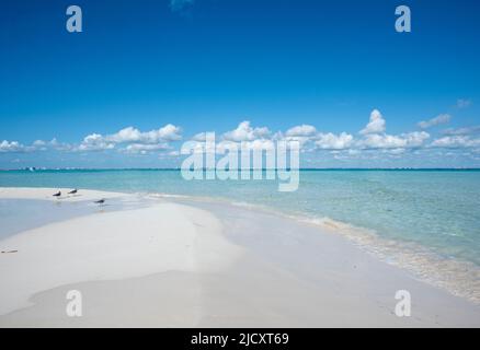 A panoramic view of a deserted beach in Isla Mujeres, with baby birds resting on the sand. Mexico Stock Photo