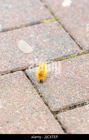 the orange caterpillar of the maple owl, Acronicta aceris, on a footpath. Stock Photo