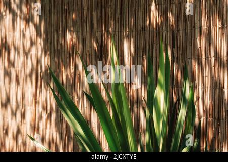 Natural background of straw and aloe leaves with glare from the sun. Wallpaper with the image of a fence made of bamboo sticks. Stock Photo