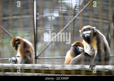 (220616) -- TONGREN, June 16, 2022 (Xinhua) -- Guizhou snub-nosed monkeys are seen with a cub in a wildlife rescue center of Fanjingshan National Nature Reserve in southwest China's Guizhou Province, June 16, 2022.  A Guizhou snub-nosed monkey cub was born on April 13 and has been raised in the wildlife rescue center of Fanjingshan National Nature Reserve.   The Guizhou snub-nosed monkey, or Guizhou golden monkey, is under top-level protection in China and is listed as an endangered species by the International Union for Conservation of Nature.   Among the three species of golden snub-nosed mo Stock Photo