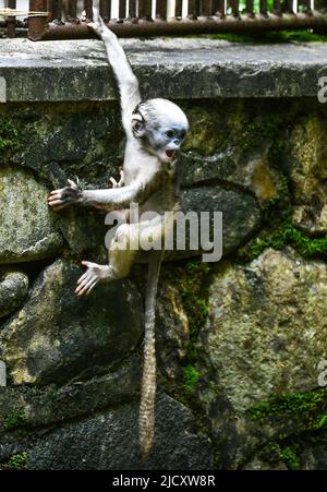 (220616) -- TONGREN, June 16, 2022 (Xinhua) -- A Guizhou snub-nosed monkey cub is seen in a wildlife rescue center of Fanjingshan National Nature Reserve in southwest China's Guizhou Province, June 16, 2022.  A Guizhou snub-nosed monkey cub was born on April 13 and has been raised in the wildlife rescue center of Fanjingshan National Nature Reserve.   The Guizhou snub-nosed monkey, or Guizhou golden monkey, is under top-level protection in China and is listed as an endangered species by the International Union for Conservation of Nature.   Among the three species of golden snub-nosed monkeys e Stock Photo