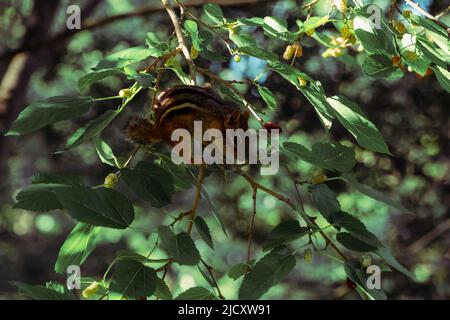A chipmunk perched in a tree eating a berry Stock Photo