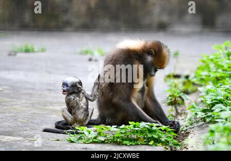 (220616) -- TONGREN, June 16, 2022 (Xinhua) -- A Guizhou snub-nosed monkey is seen with a cub in a wildlife rescue center of Fanjingshan National Nature Reserve in southwest China's Guizhou Province, June 16, 2022.  A Guizhou snub-nosed monkey cub was born on April 13 and has been raised in the wildlife rescue center of Fanjingshan National Nature Reserve.   The Guizhou snub-nosed monkey, or Guizhou golden monkey, is under top-level protection in China and is listed as an endangered species by the International Union for Conservation of Nature.   Among the three species of golden snub-nosed mo Stock Photo