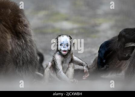 (220616) -- TONGREN, June 16, 2022 (Xinhua) -- A Guizhou snub-nosed monkey cub is seen in a wildlife rescue center of Fanjingshan National Nature Reserve in southwest China's Guizhou Province, June 16, 2022. A Guizhou snub-nosed monkey cub was born on April 13 and has been raised in the wildlife rescue center of Fanjingshan National Nature Reserve. The Guizhou snub-nosed monkey, or Guizhou golden monkey, is under top-level protection in China and is listed as an endangered species by the International Union for Conservation of Nature. Among the three species of golden snub-nosed monkeys e Stock Photo