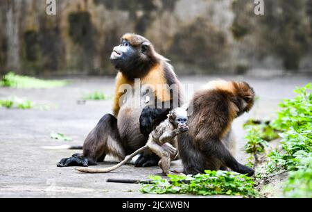 (220616) -- TONGREN, June 16, 2022 (Xinhua) -- Guizhou snub-nosed monkeys are seen with a cub in a wildlife rescue center of Fanjingshan National Nature Reserve in southwest China's Guizhou Province, June 16, 2022.  A Guizhou snub-nosed monkey cub was born on April 13 and has been raised in the wildlife rescue center of Fanjingshan National Nature Reserve.   The Guizhou snub-nosed monkey, or Guizhou golden monkey, is under top-level protection in China and is listed as an endangered species by the International Union for Conservation of Nature.   Among the three species of golden snub-nosed mo Stock Photo