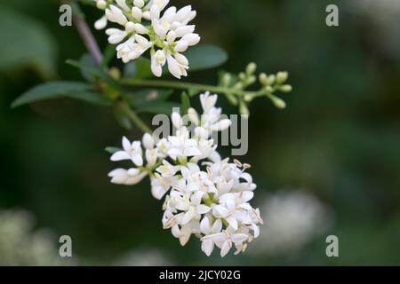 Ligustrum vulgare, wild privet white flowers on twig closeup selective focus Stock Photo
