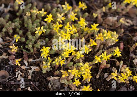 Sedum acre,  goldmoss stonecrop flowers closeup selective focus Stock Photo