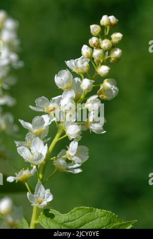 Prunus padus, known as bird cherry, hackberry, hagberry, or Mayday tree, is a flowering plant in the rose family. Stock Photo