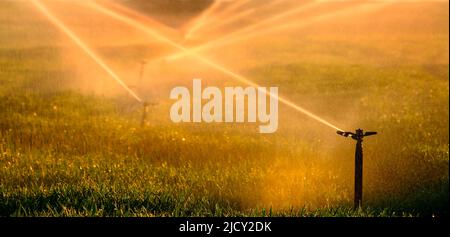 Farming sprinklers waterlines in field for irrigation and watering of crops Stock Photo