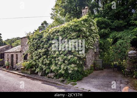 Hydrangea petiolaris, a climbing hydrangea (syn: Hydrangea anomala subsp. petiolaris) covering a property in Kirkby Malham,North Yorkshire Stock Photo