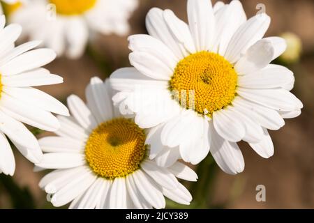 Chamomile or daisy flower on the green natural background Stock Photo