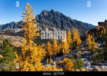 WA21663-00...WASHINGTON - Alpine larches in brilliant fall color along Ingall Way in the Alpine Lakes Wilderness area with Mount Stuart in the distanc Stock Photo