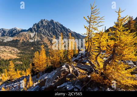 WA21664-00...WASHINGTON - Alpine larches in brilliant fall color along Ingall Way in the Alpine Lakes Wilderness area with Mount Stuart in the distanc Stock Photo