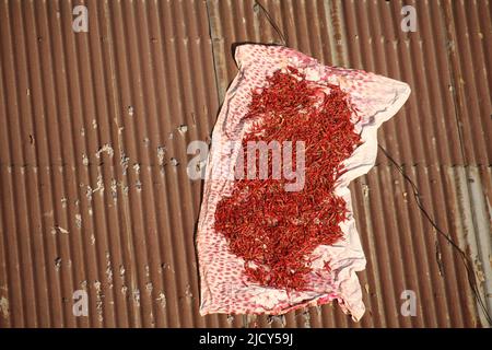 Dried peppers are allowed to dry in the sun. Stock Photo