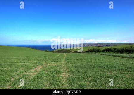 The inland footpath between Port Isaac and Port Quin on the North Cornwall coast. Stock Photo