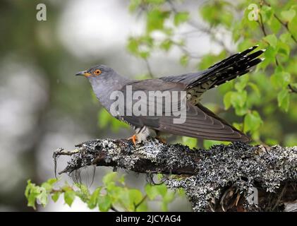 Common cuckoo, Cuculus canorus, displaying male sitting in tree with lifted tail Stock Photo