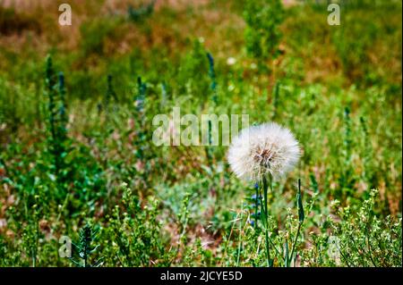 Photography of the head of a dandelion (genus Taraxacum) in the sunshine on a meadow. Stock Photo