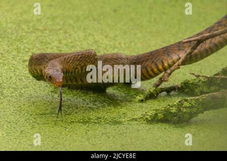 Indian Rat Snake, Ptyas Mucosa. Bhimashankar Wildlife Sanctuary ...