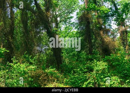 Река самур фото