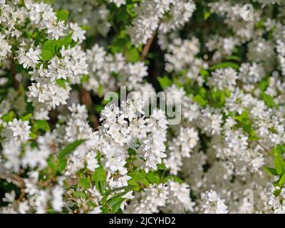 Flowering deutzia, Deutzia gracilis, in spring Stock Photo