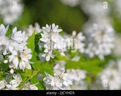 Flowering deutzia, Deutzia gracilis, in spring Stock Photo