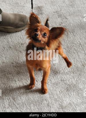 Russian toy sale terrier kennel club