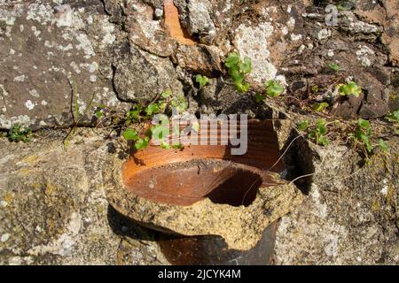 broken drain pipe set in an old stone wall with weeds growing around Stock Photo
