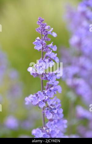The blue blossoms flowers are Nepeta racemosa Walkers Low, commonly known as Catmint. Stock Photo